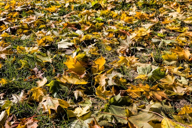 Grass and earth strewn with maple leaves torn off by the wind during the leaves, natural abstract background