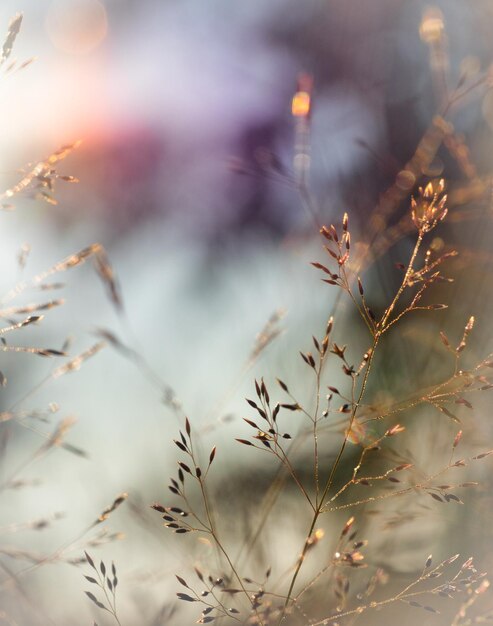 Photo grass in the evening sun