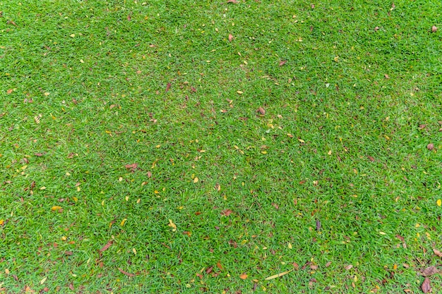 Grass fieild ground top view with dried leaf texture 