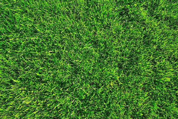 Grass field background green grass green background texture lawn