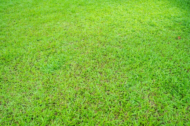 Natura verde del fondo del campo di erba