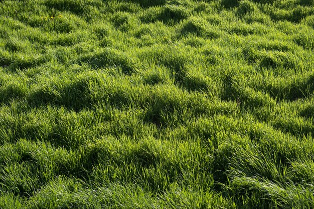 Grass field closeup for background