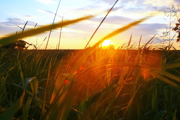 Grass in the field in the evening