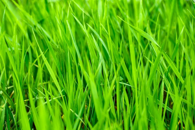 草原の緑色の芝生は,横から選択的な焦点からクローズアップで見ることができます.