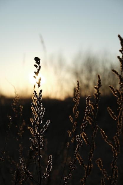 grass on the field in the rays of the sun at dusk