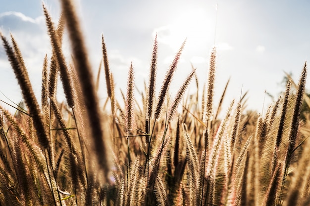 Grass field during sunset