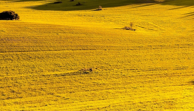 Campo in erba al tramonto