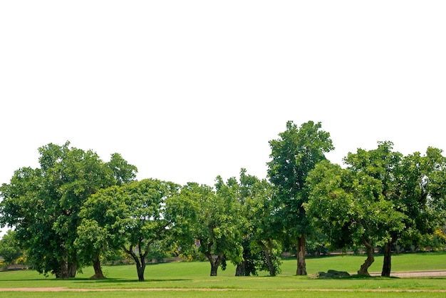 芝生のフィールドと白い背景の木。緑の公園の芝生のフィールドと木。