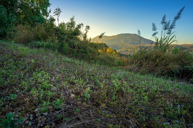 Grass on the field view mountain range on in Khao Kho National Park in Phetchabun