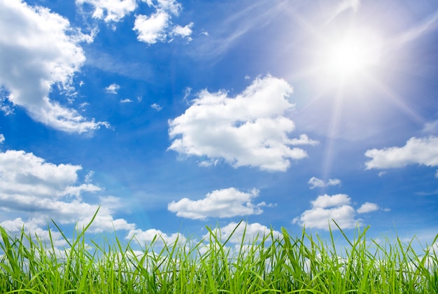 Grass field with clouds and sun