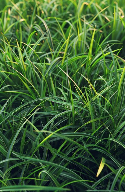 Grass Field With Trees in Background