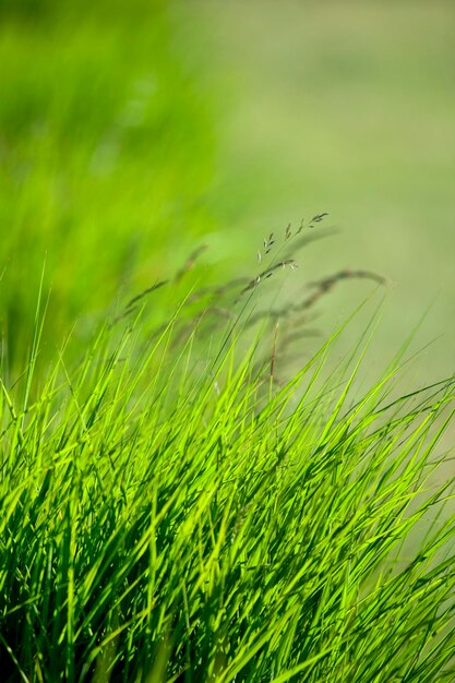 野原の草