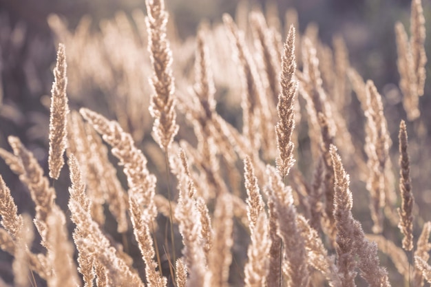 Grass at the field