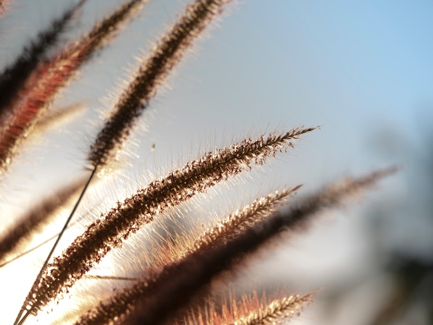 Photo grass field