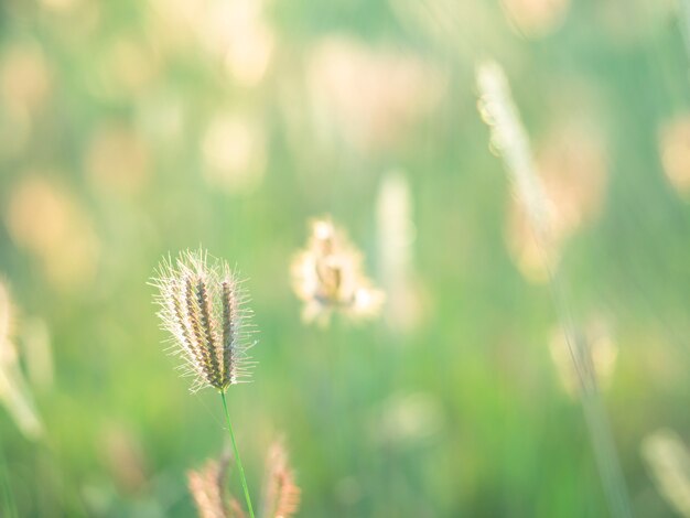 Photo grass field