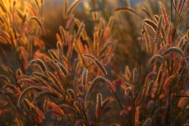 Grass fields at sunset