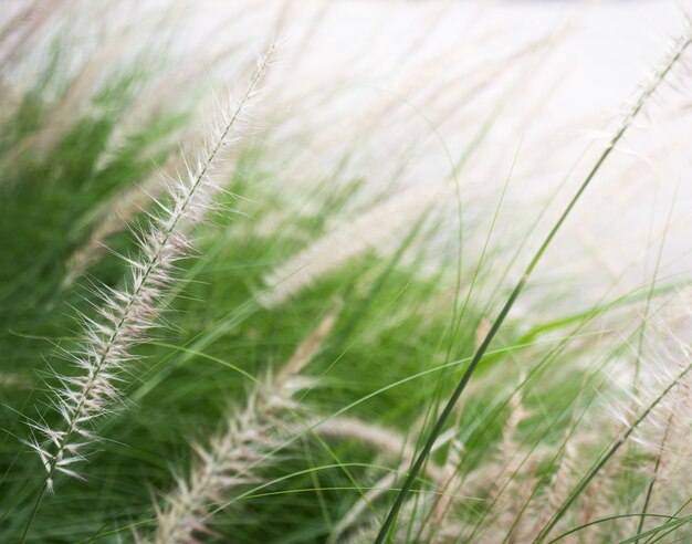 Grass flower background in nature