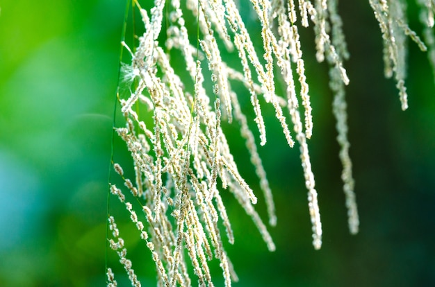 背景に草の花