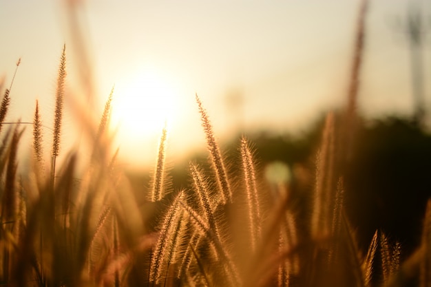 grass flower blooming among the sun light shining in the morning