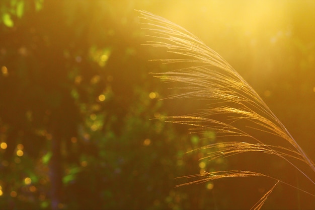 Photo grass flower branches with sunrise in natural light in the morning