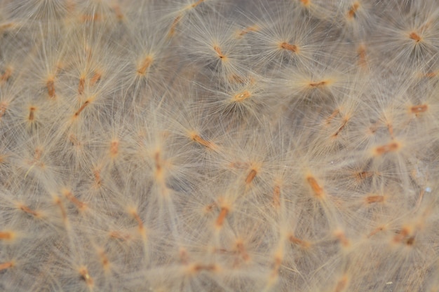 grass flower in closeup