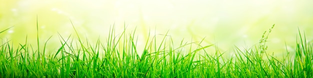 Grass flower field in spring background with sunlight