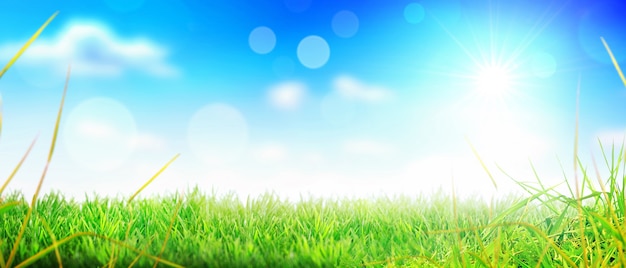 Grass flower field in spring background with sunlight