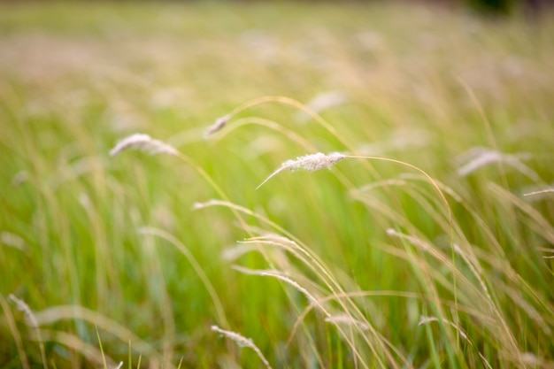 Grass flower field  in summer season at thailand for background