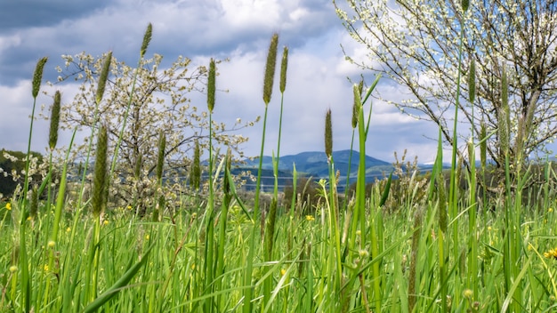 Grass Flower Field