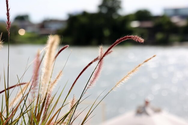 Photo grass flower on the lake in the evening nature background