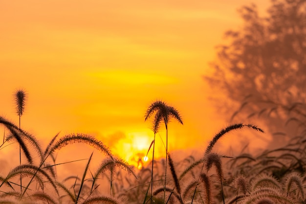 Цветок травы в утре на восходе солнца с золотым светом. Цветочное поле в сельской местности.