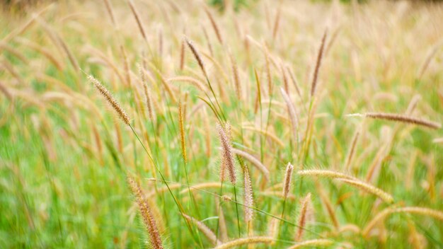 grass flower outdoor summer, cattail flower