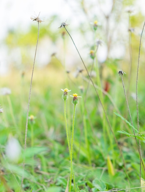 Травяные цветочные побеги поля