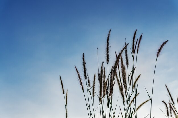 Grass flower on sky sunset