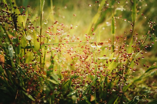 grass flower with water drops on morning sunrise 