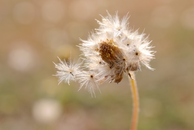 Grass flower