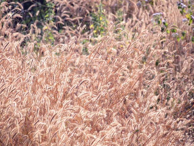 Grass flower