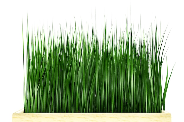 Grass in a flowerpot collection 3d illustration on a white background