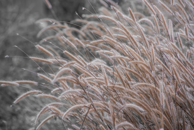 Grass flowers in autumn season