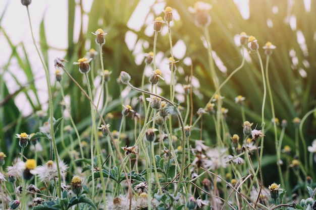 Grass flowers of dry field 