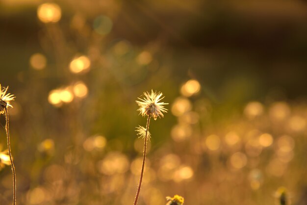 Grass flowers is dry on brown background