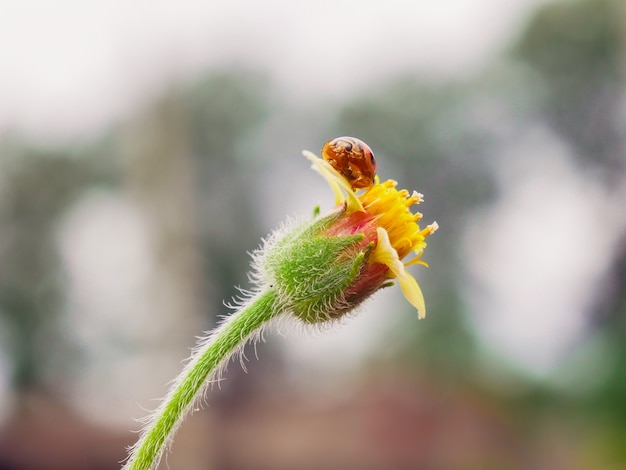 草の花とレトロバタフライレトロなヴィンテージスタイルのフィルター効果