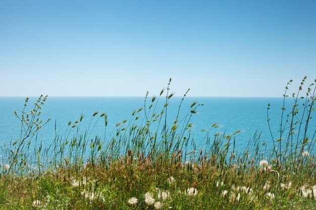 Grass and flowers on sea 