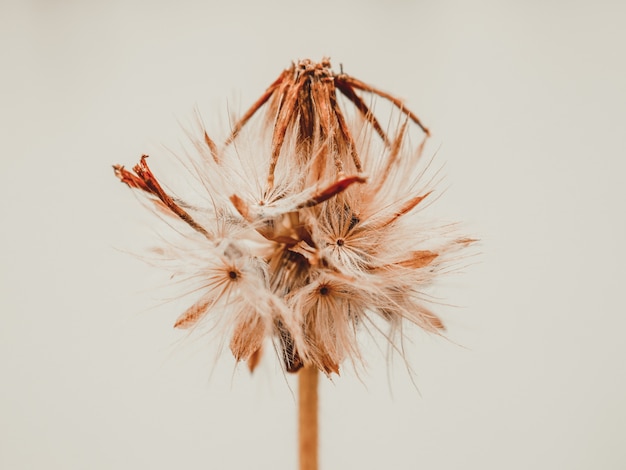 Grass flowers with filter effect retro vintage style