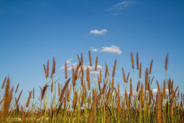 Grass flowers with sky background