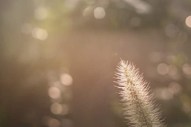 Grass flowers with soft sunlight