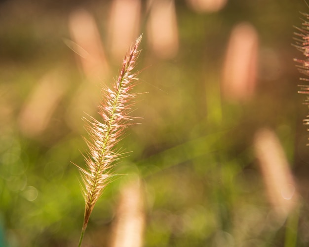 Grass flowers.