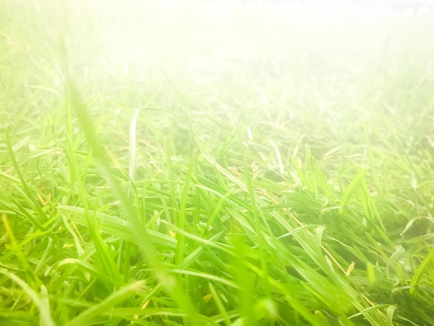 Grass in the fog. Macro view at sunrise