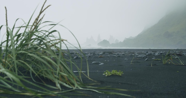 Grass foliage at the black sand beach of reynisfjara with waves hitting the shore on foggy rainy