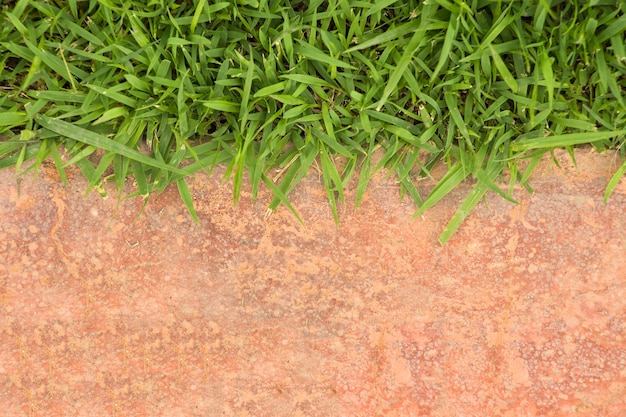 Foto cornice di erba su calcestruzzo arancione